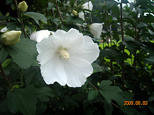 ���t�����ʐ^