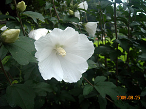 ���t�C���ʐ^