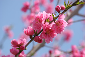 �␳�O�̉Ԃ̎ʐ^