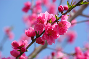 �ʓx�������␳�����摜